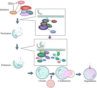 Nanomedicine for cancer targeted therapy with autophagy regulation